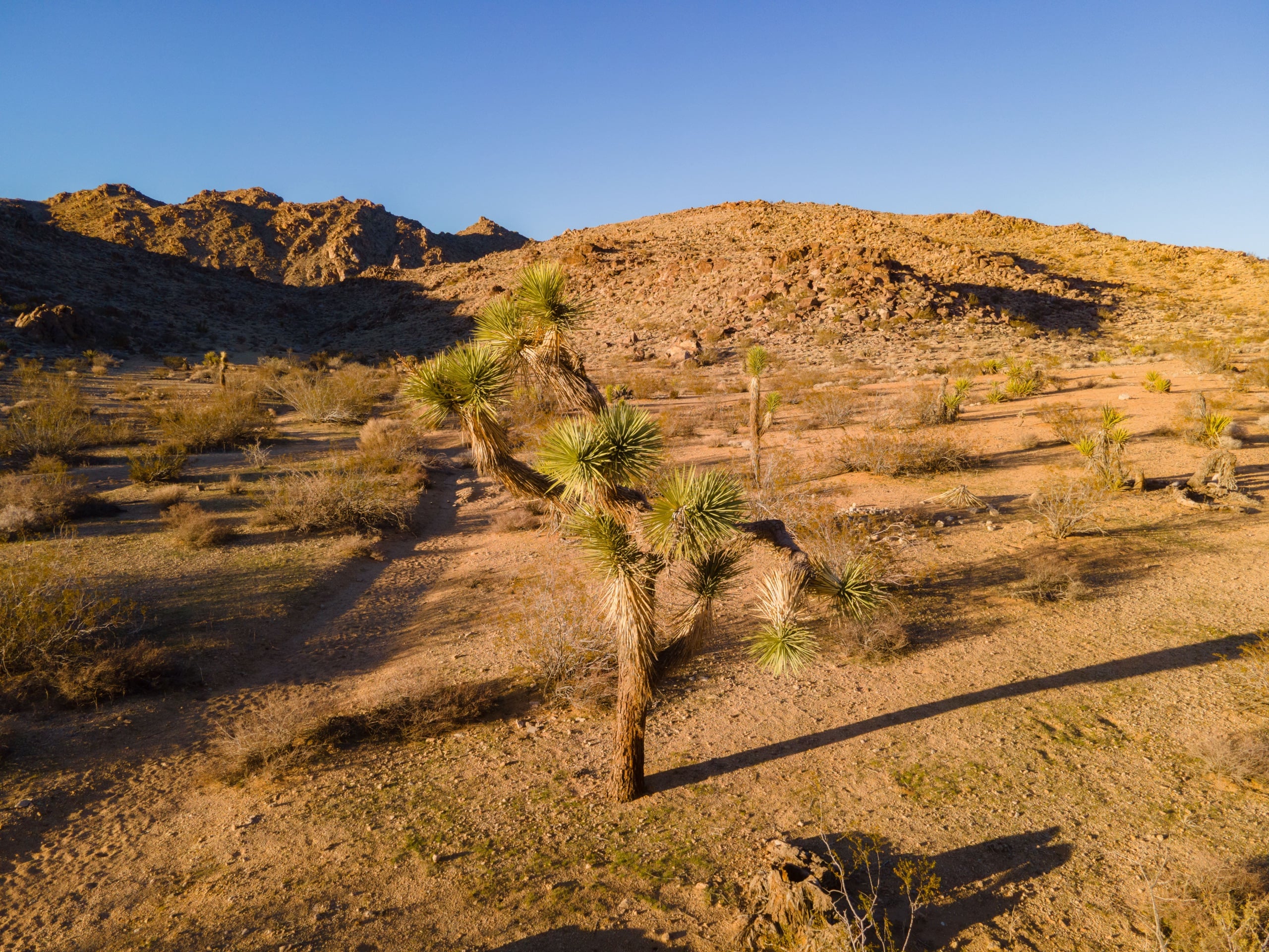 A single Joshua tree stands in golden hour light, casting long shadows across the desert floor with distant mountains beyond